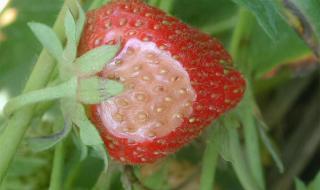 世界上最重草莓 世界上最重草莓